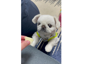 ☆モデル犬卒業後、里親さん宅での様子☆